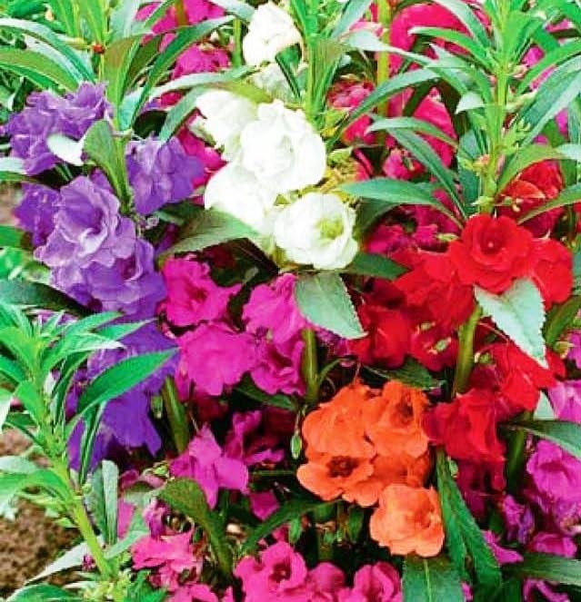 Seeds Balsam Camellia Flowered Mix – Impatiens balsamina – Annual Flowers for Pl