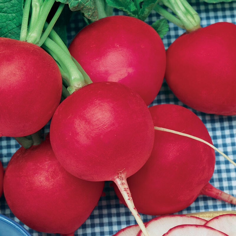 German Giant Radish Select Quantities 30-10000 Seeds Very Large Delicious Crispy