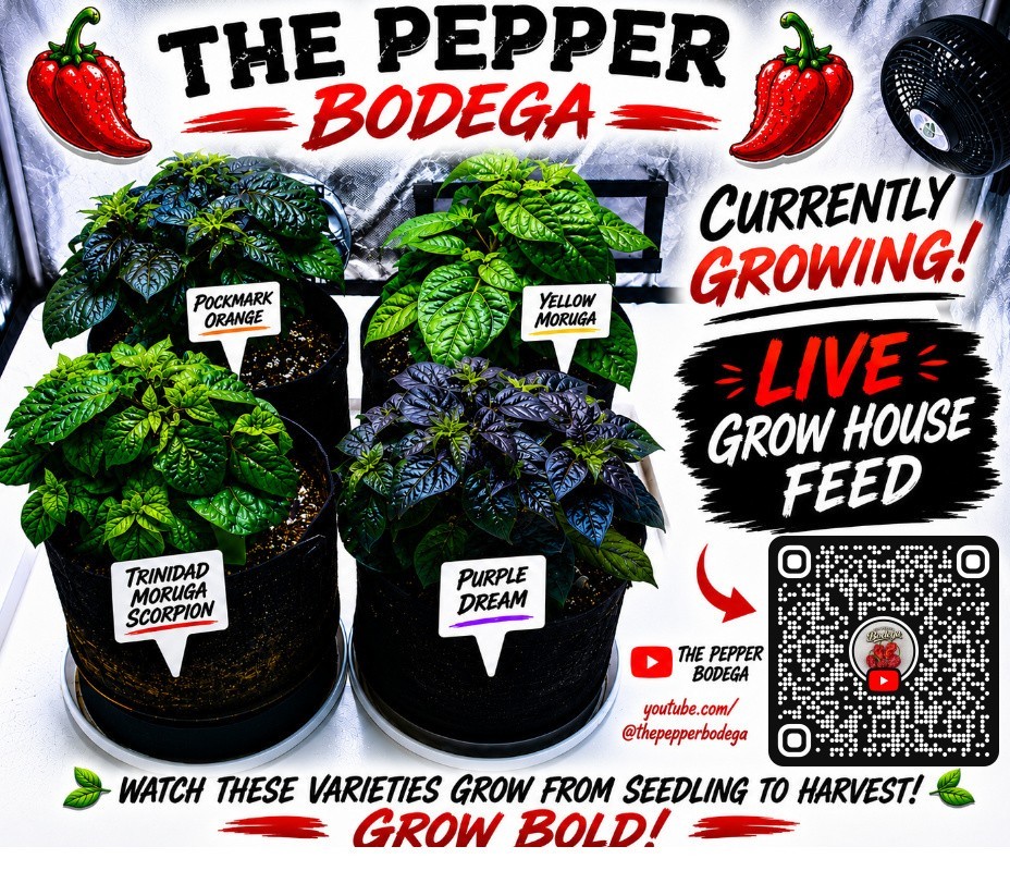 🌶️ Orange Carolina Reaper Pepper Seeds (10) | OPEN POLLINATED | Superhot