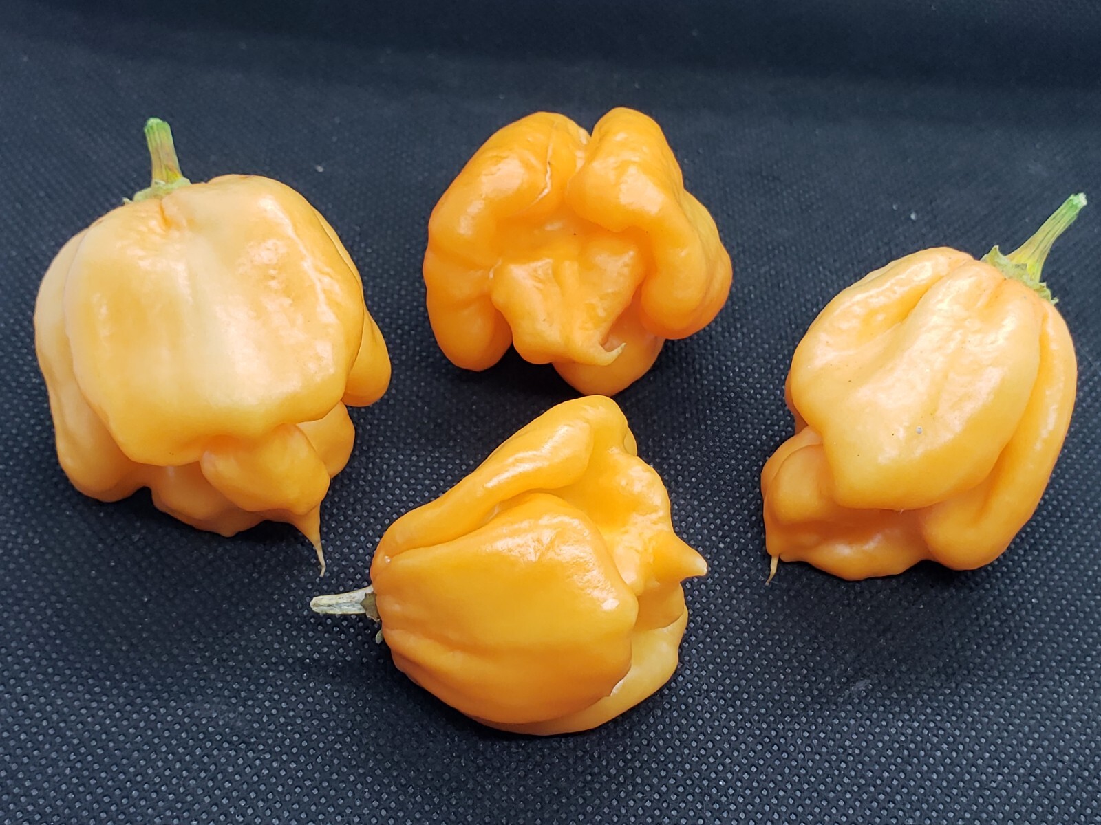 Pink 7 Pot Super Hot Pepper Seeds! Heirloom Extreme Fruity Heat 💢 -Tracking-