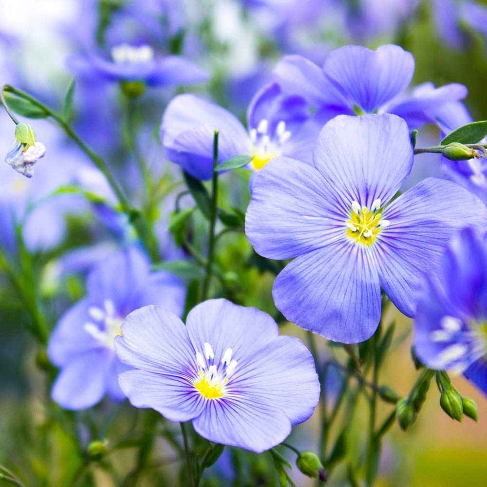 Blue Flax Seeds – 1 lb Perennial Flower Seeds, Drought-Tolerant, Self-Seeding, I