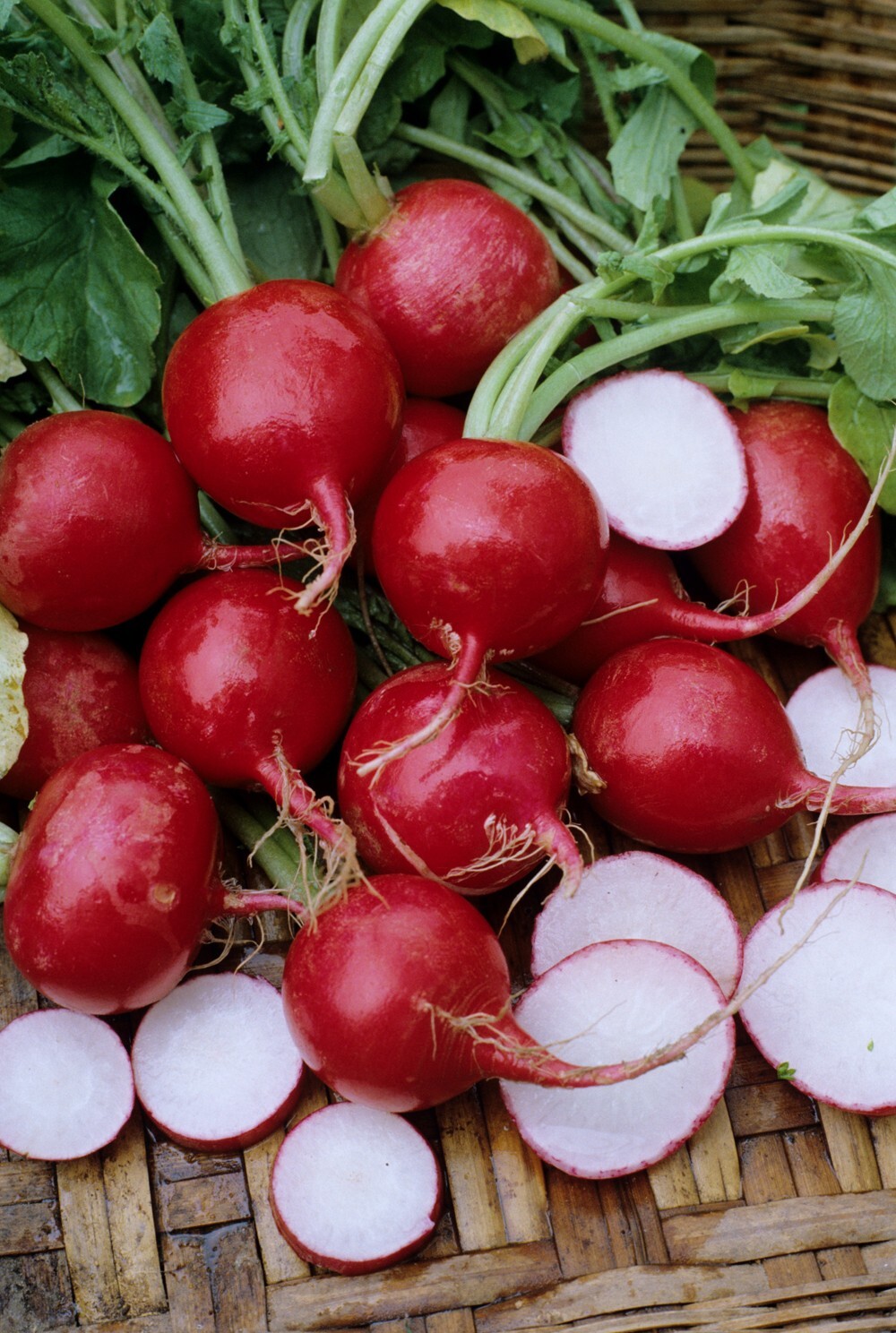 200+ Champion Radish Seeds – Heirloom – Organic – NON GMO — FRESH