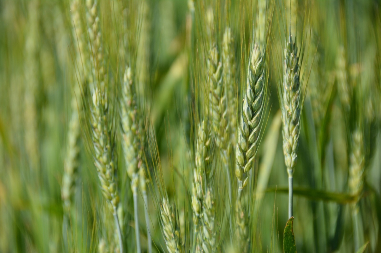 Grain Seeds – -Bunker Triticale Rye-Wheat – 200 Seeds Starter Pack-Cover Crop