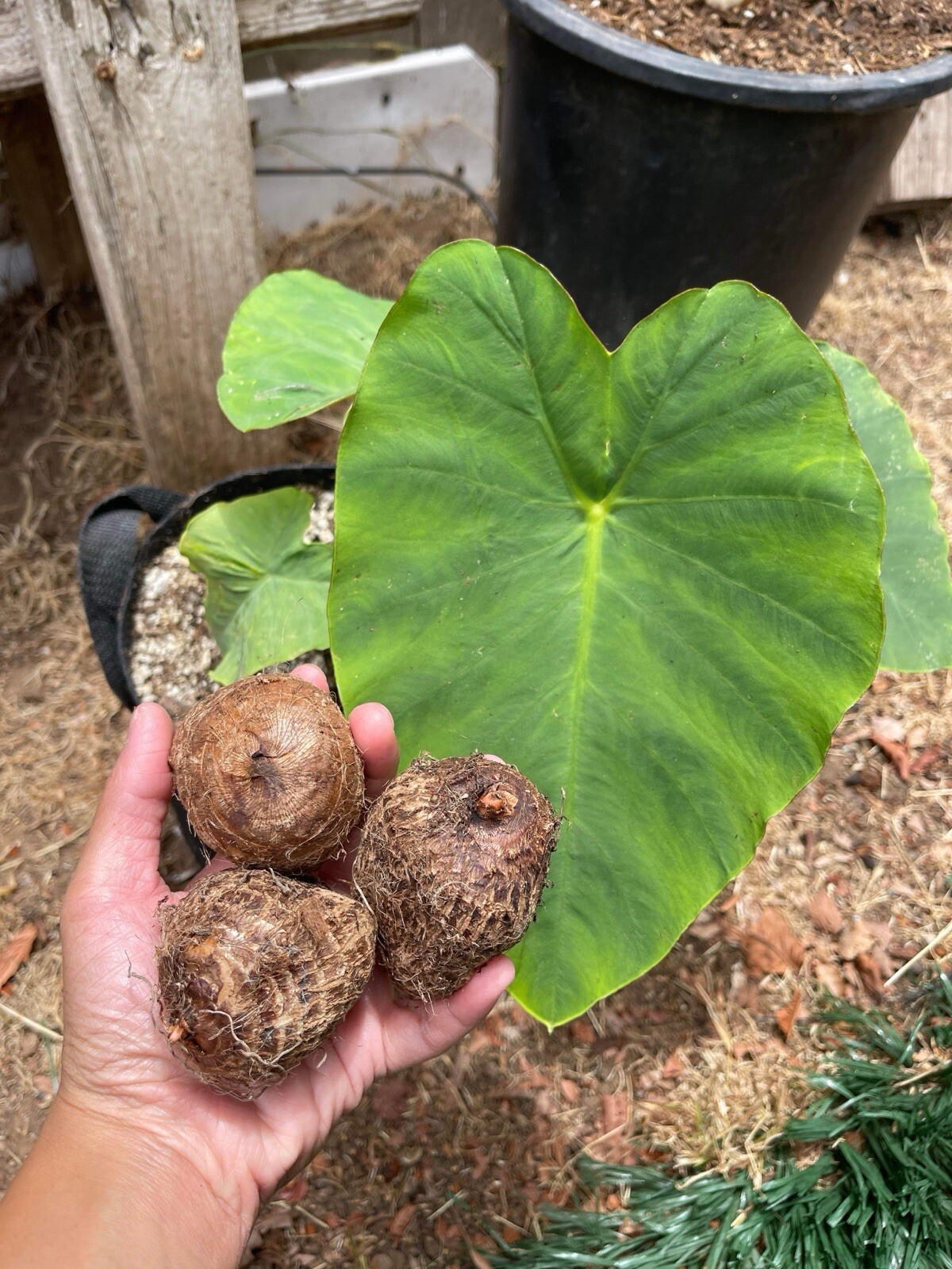 5 BULBS Taro | Gabi | Edible and Viable for Planting