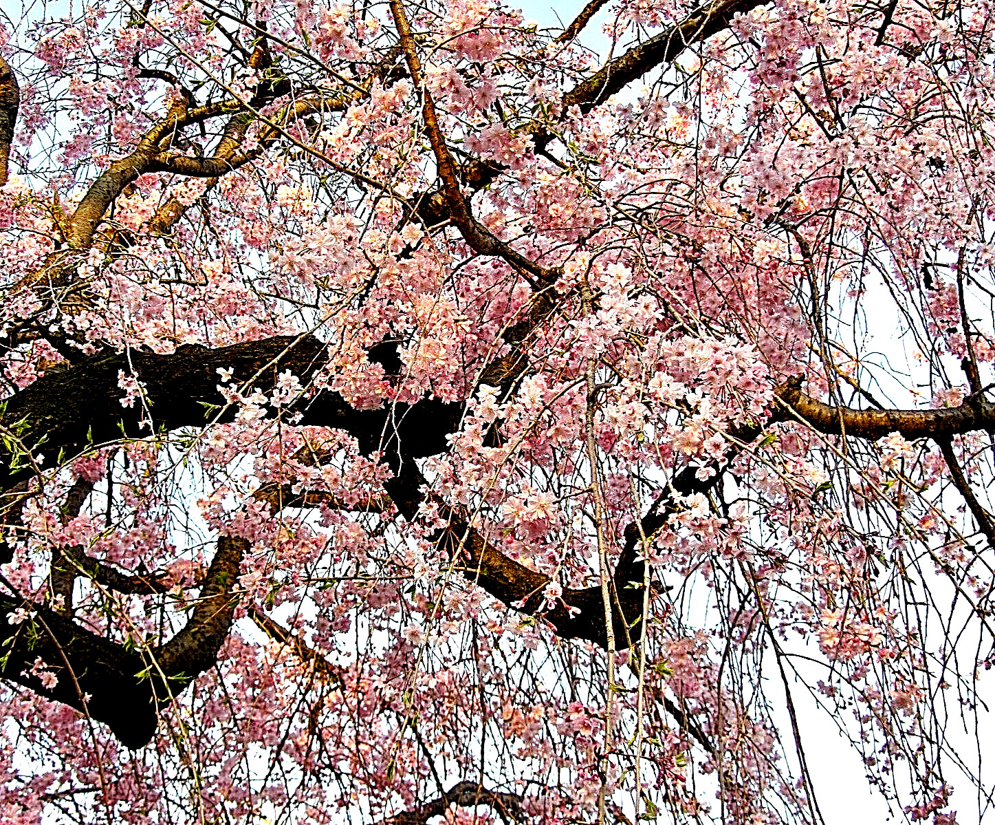 20 Japanese Cherry Blossom Tree Seeds, P. serrulata Pink Flowering Sakura Bonsai
