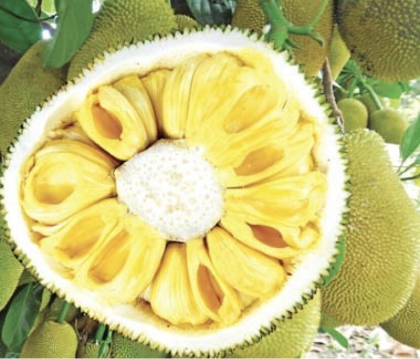 Jackfruit – 12 Fresh Seeds – USA seller