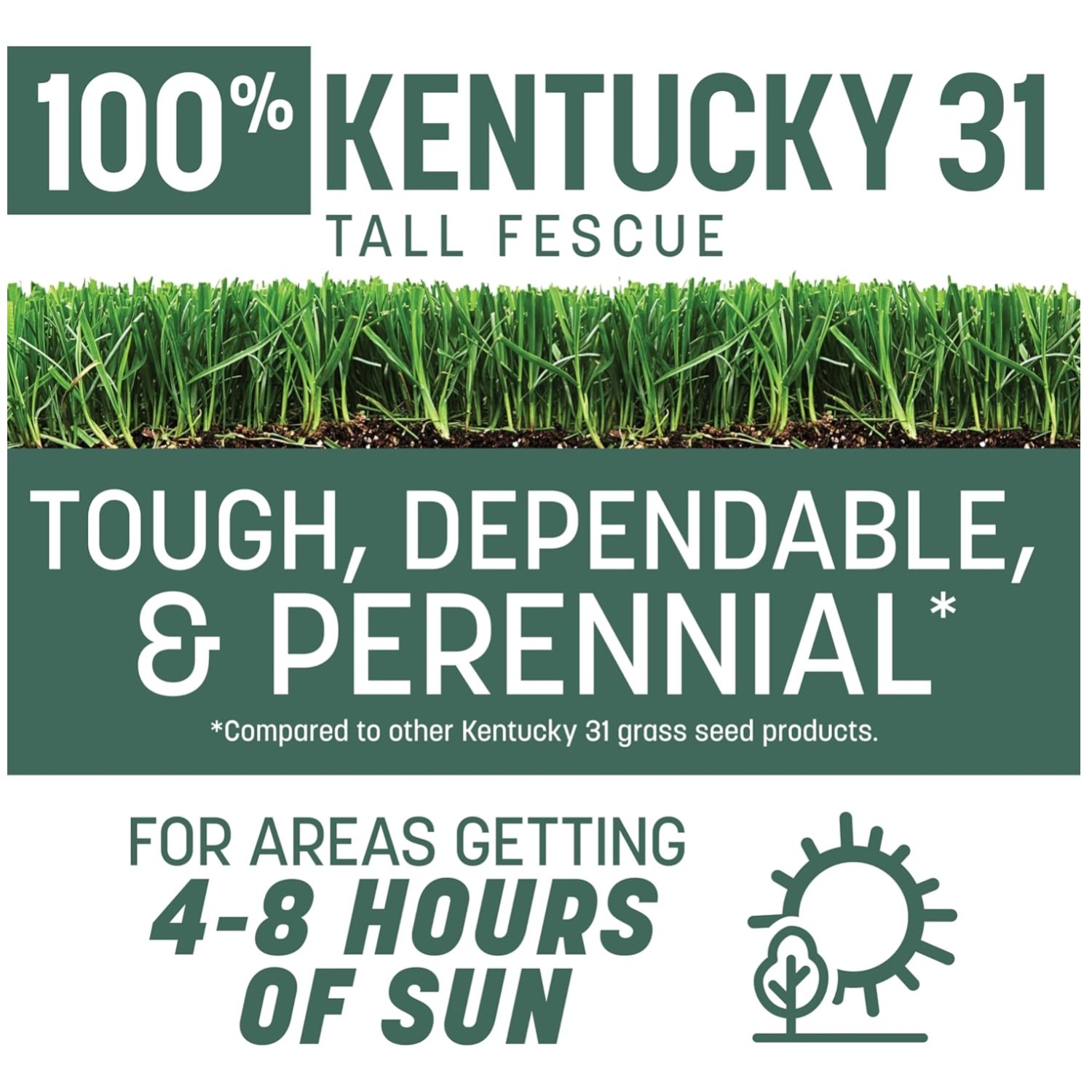 Tough Kentucky 31 Fescue for High Traffic Areas