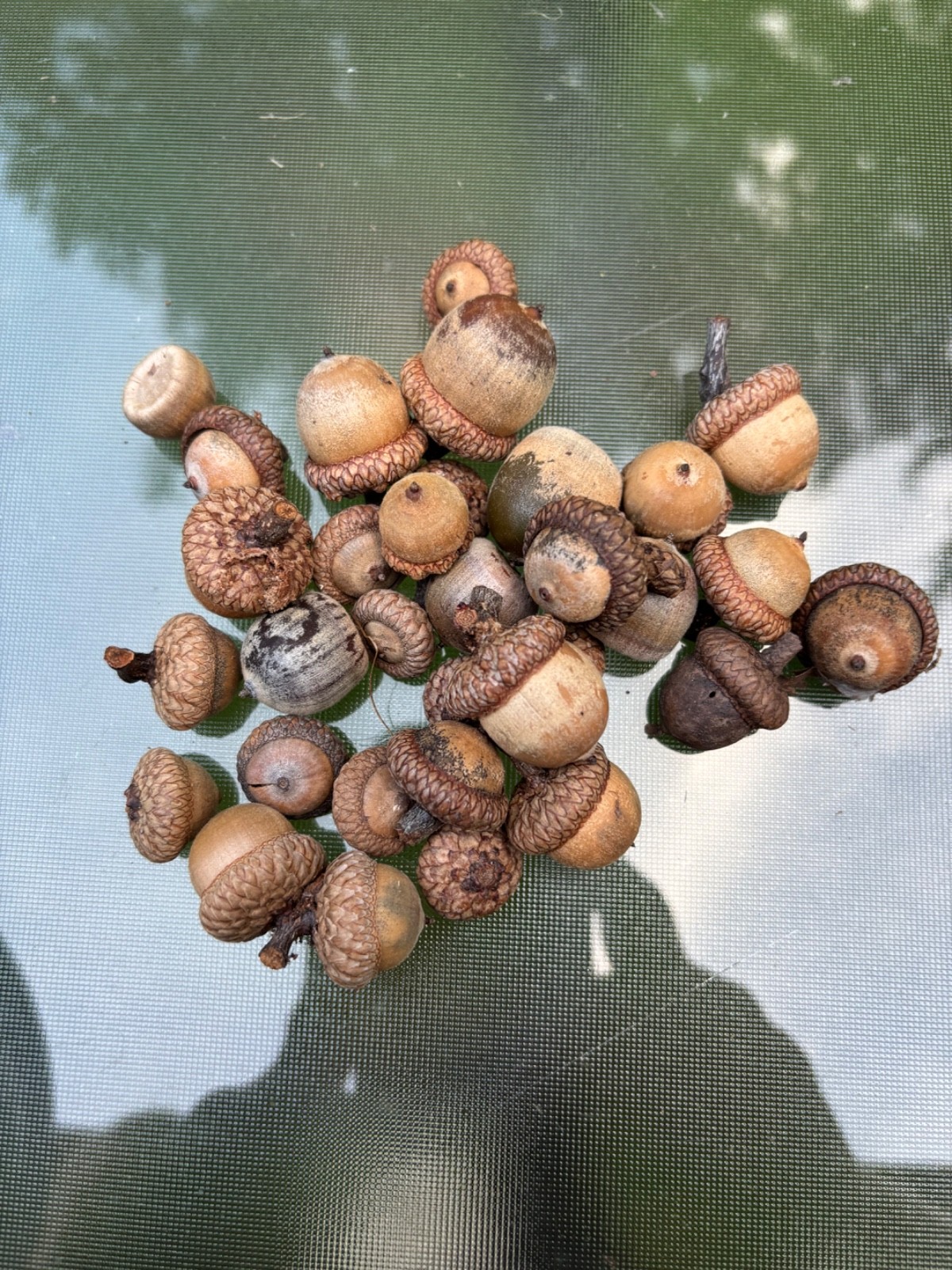 Lot of 30 Northern Red Oak ACORNS most with CAPS for Seeds or Crafts