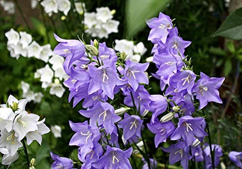 Tussock Bellflower Seed Mix Blue and White 1000 Seeds for Planting Campanula