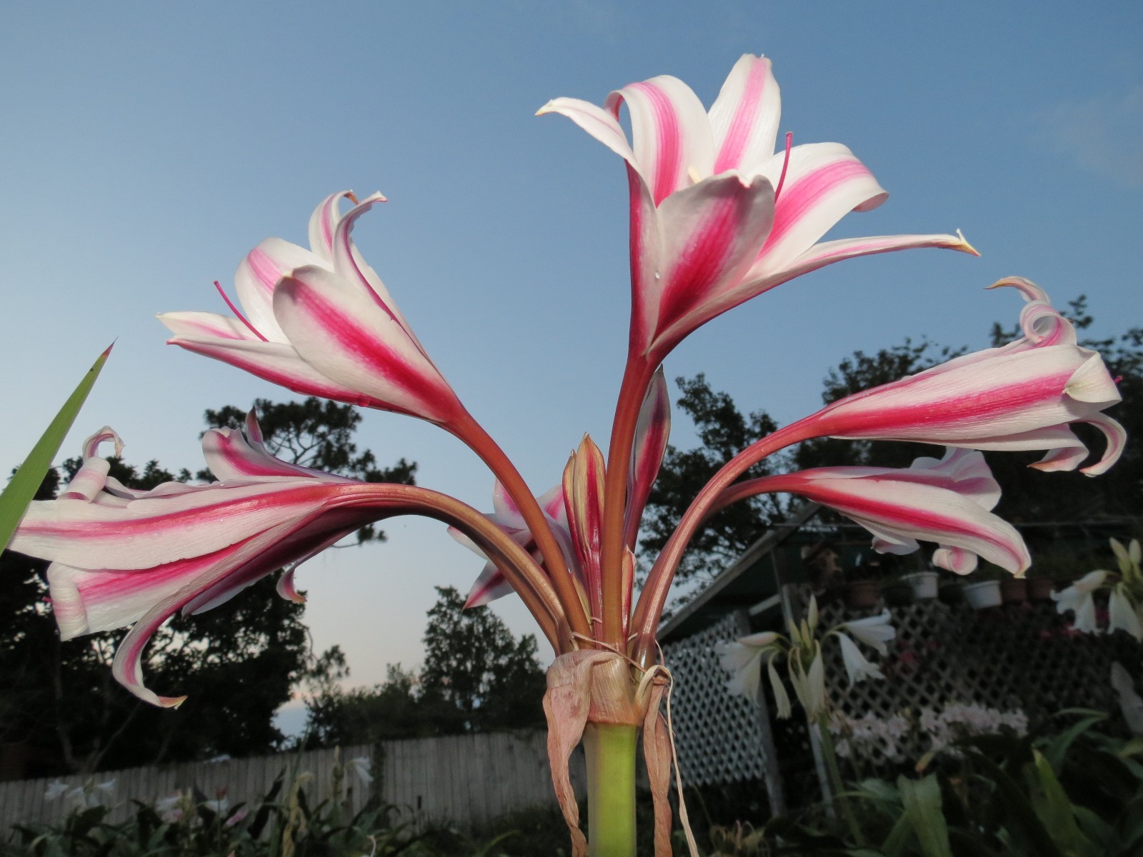 Crinum Lily, herbertii Schreck, jumbo, blooming-size bulb, NEW, RARE
