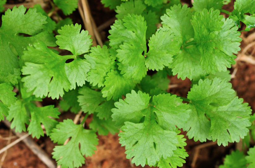 1 Ounce Approx 2500 Slow Bolt Cilantro Seeds – Heirloom – Micro Green – 94% Germ