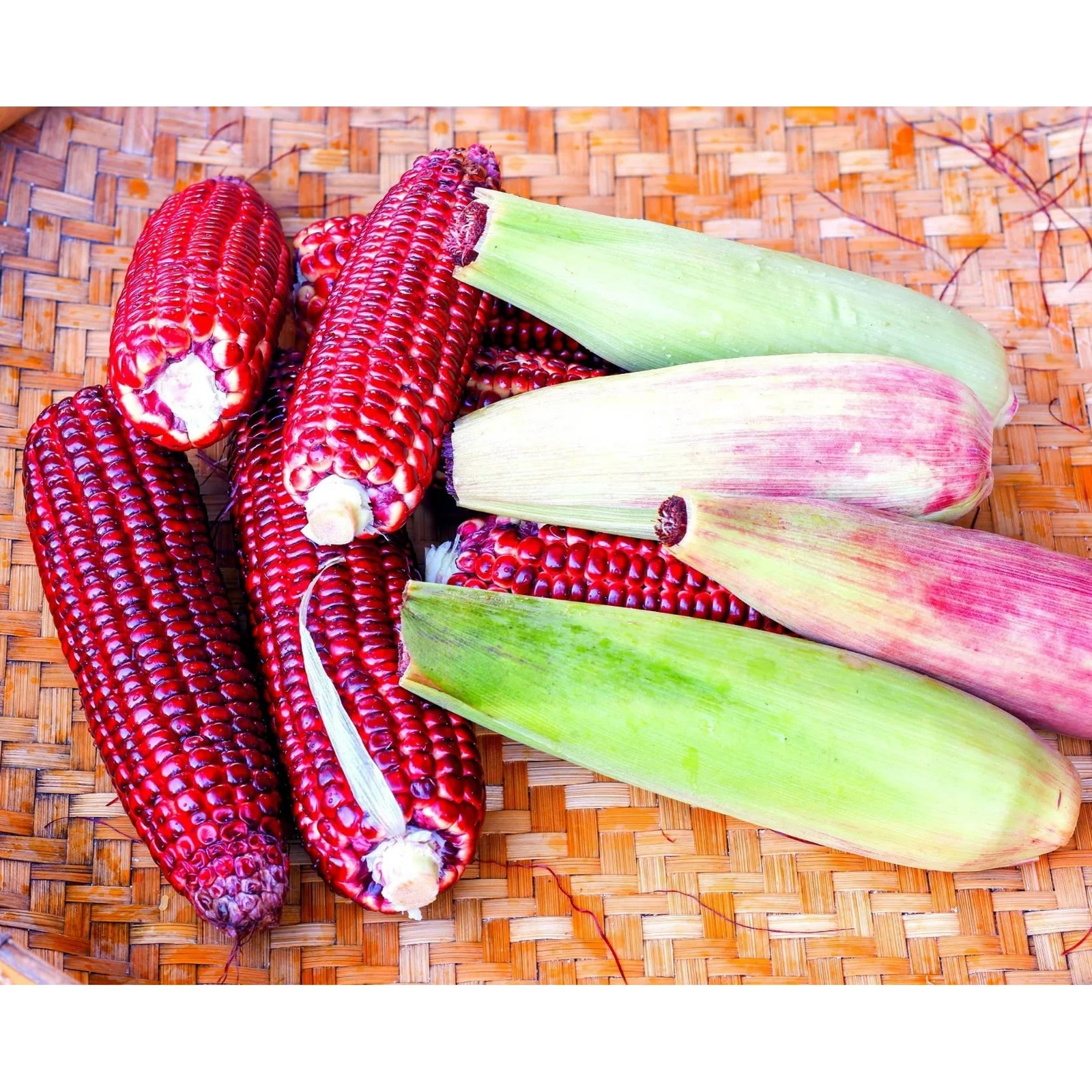 50 Red Corn Seeds – Vibrant Ruby Color Heirloom Variety for Garden or Display