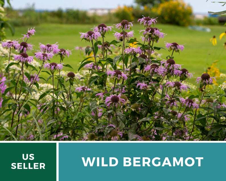 Bee Balm, Wild Bergamot – Mintleaf – 100 Seeds, Heirloom Herb (Monarda fistulosa
