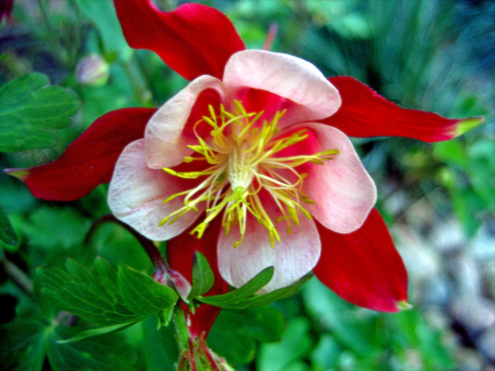 Aquilegia x caerulea Origami Red and White 10 seeds