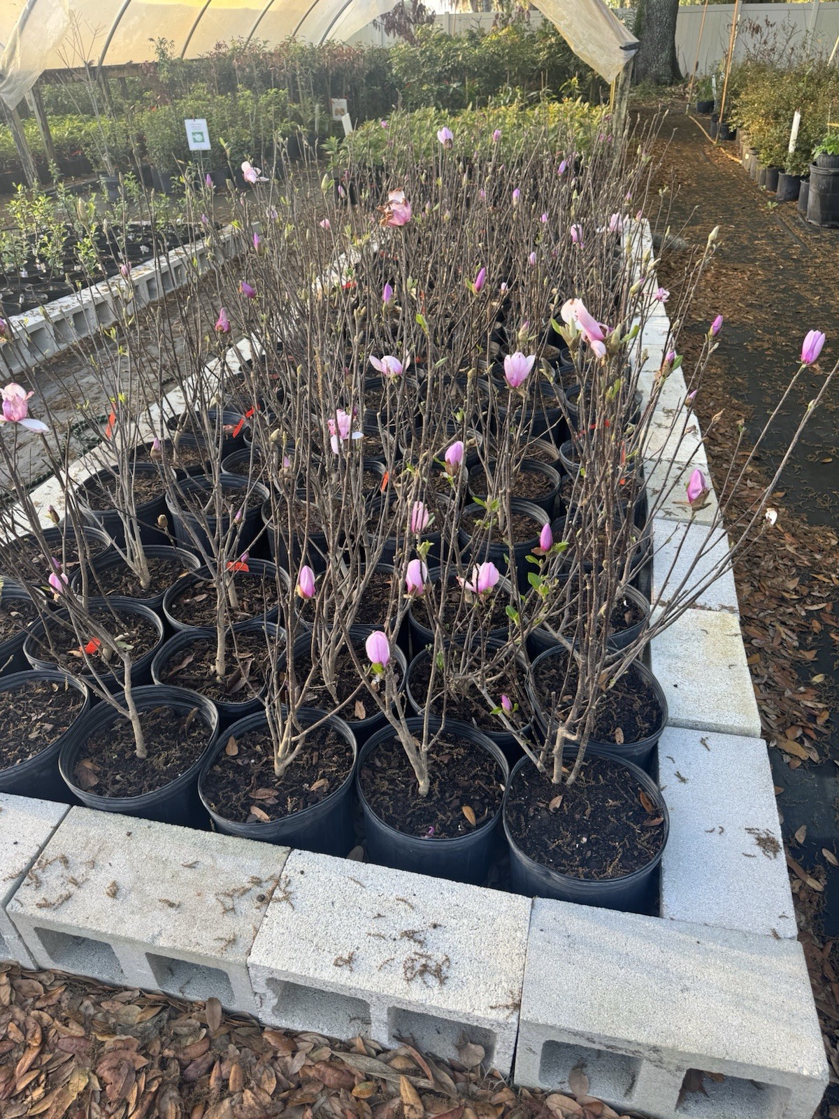 Jane Magnolia Live Plant, 3 Gallon 3 Feet Tall. No CA Shipping