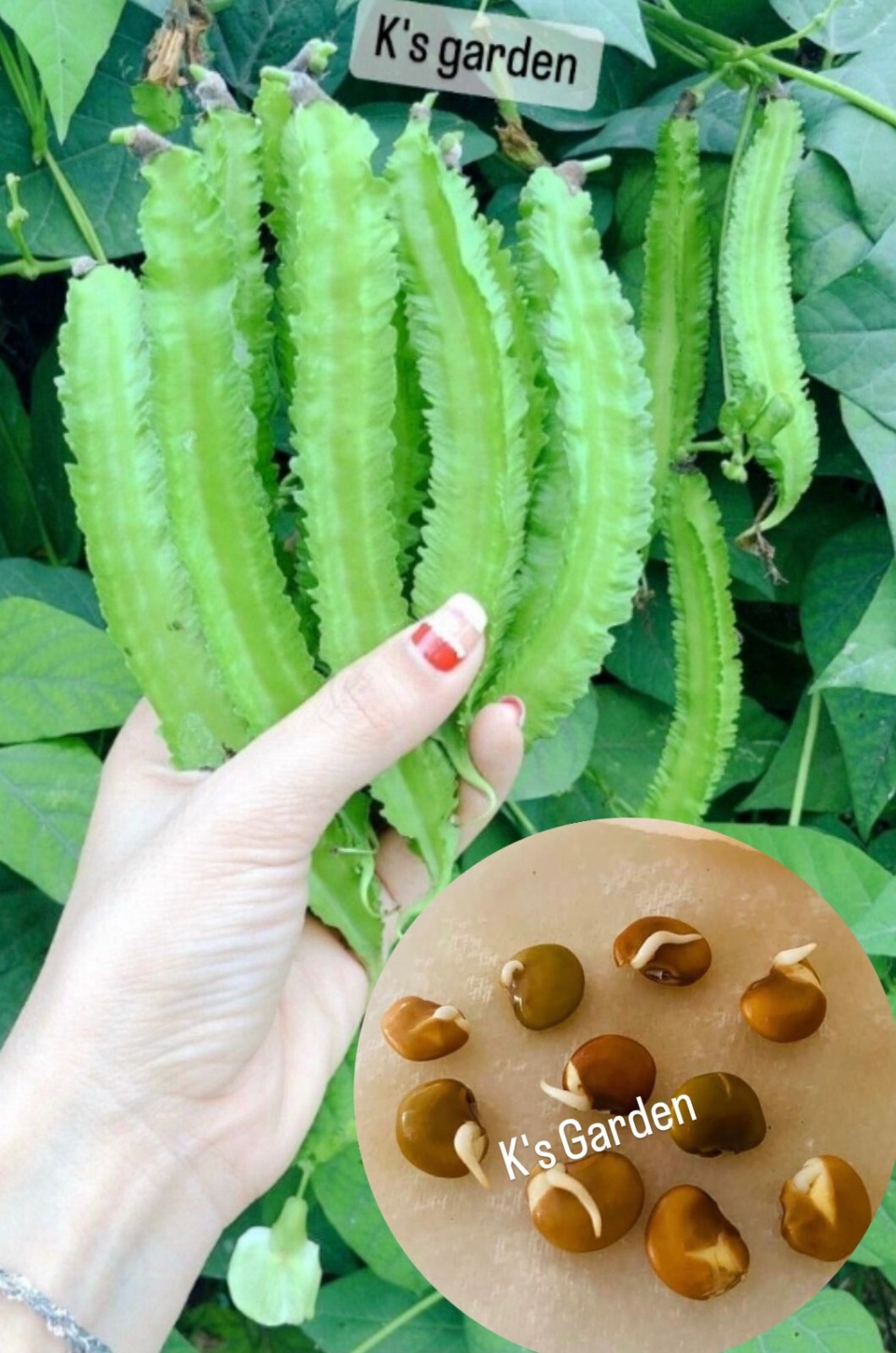 15+PCS WINGED BEAN SEEDS, DRAGON BEAN, ĐẬU RỒNG NGẮN NGÀY -HARVEST AFTER 70 DAYS