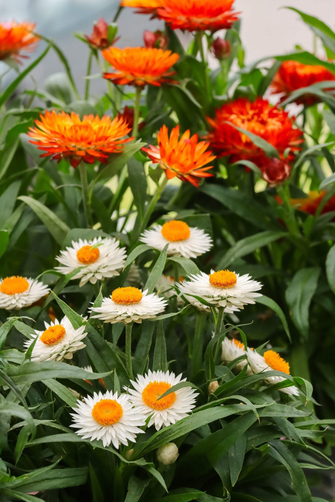 100 ORANGE DOUBLE STRAWFLOWER Helichrysum Monstrosum Flower Seeds