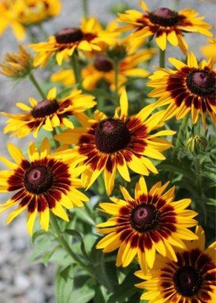 Rudbeckia Denver Daisy