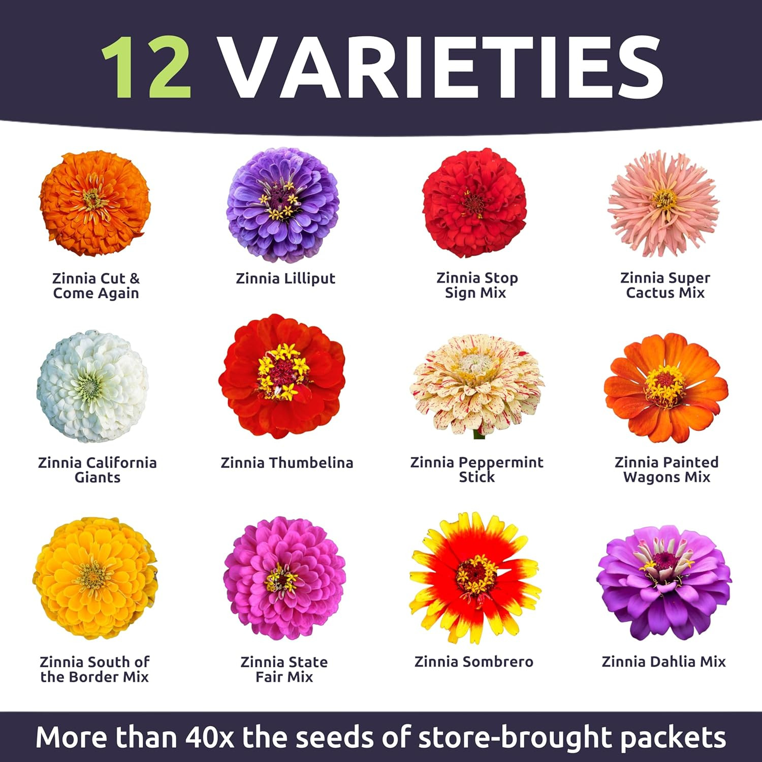 Zinnia Crazy Blend – Bulk 1/4 Pound Pouch – 15,000 Flower Seeds for Planting – Z