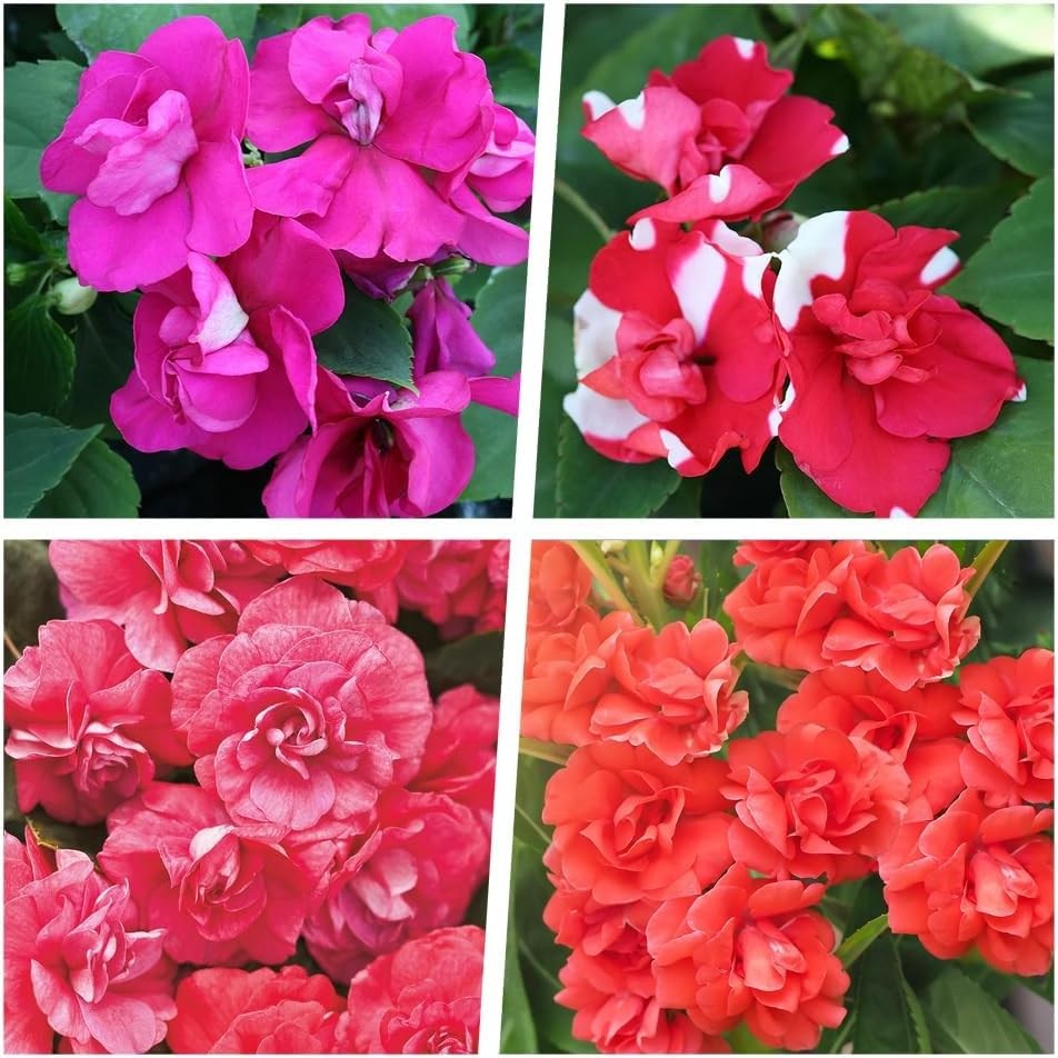 500+Mixed Impatiens Seeds for Planting Outdoor Home-Perennial Impatiens Balsa…