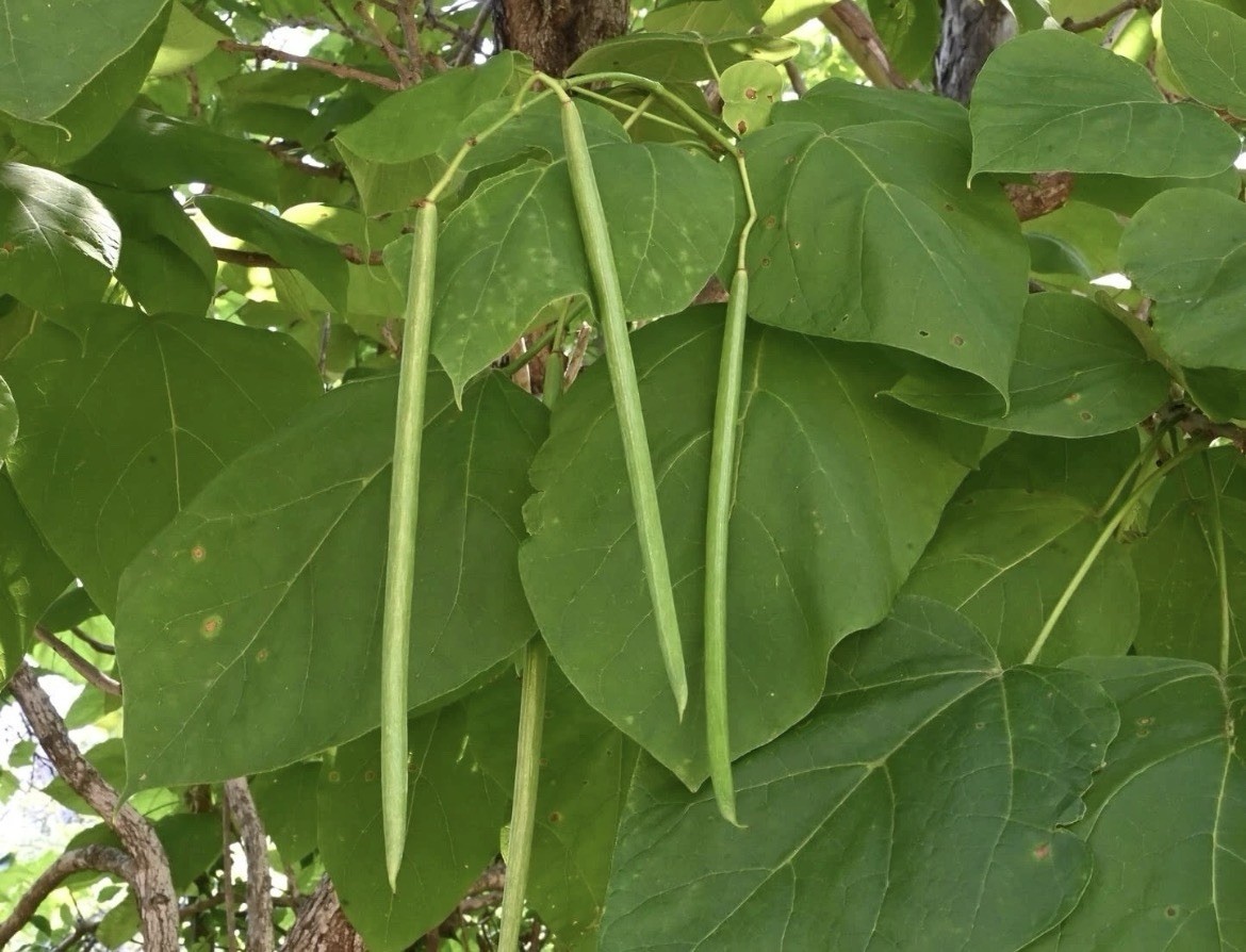 Catalpa Tree Seeds for Planting – 100 Seeds- Stunning Flowers, Large Leaves