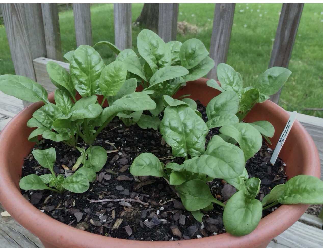 700 Mg Spinach Bloomsdale Long Standing Seeds – 100% Non -GMO