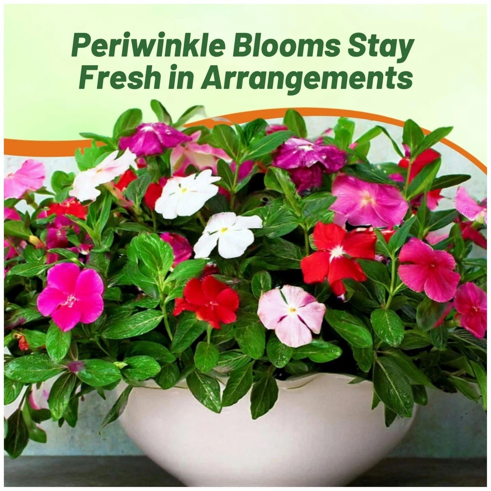 4000 Seeds Annual Vinca Periwinkle Ground Cover & Flower Seed Mix for Planting