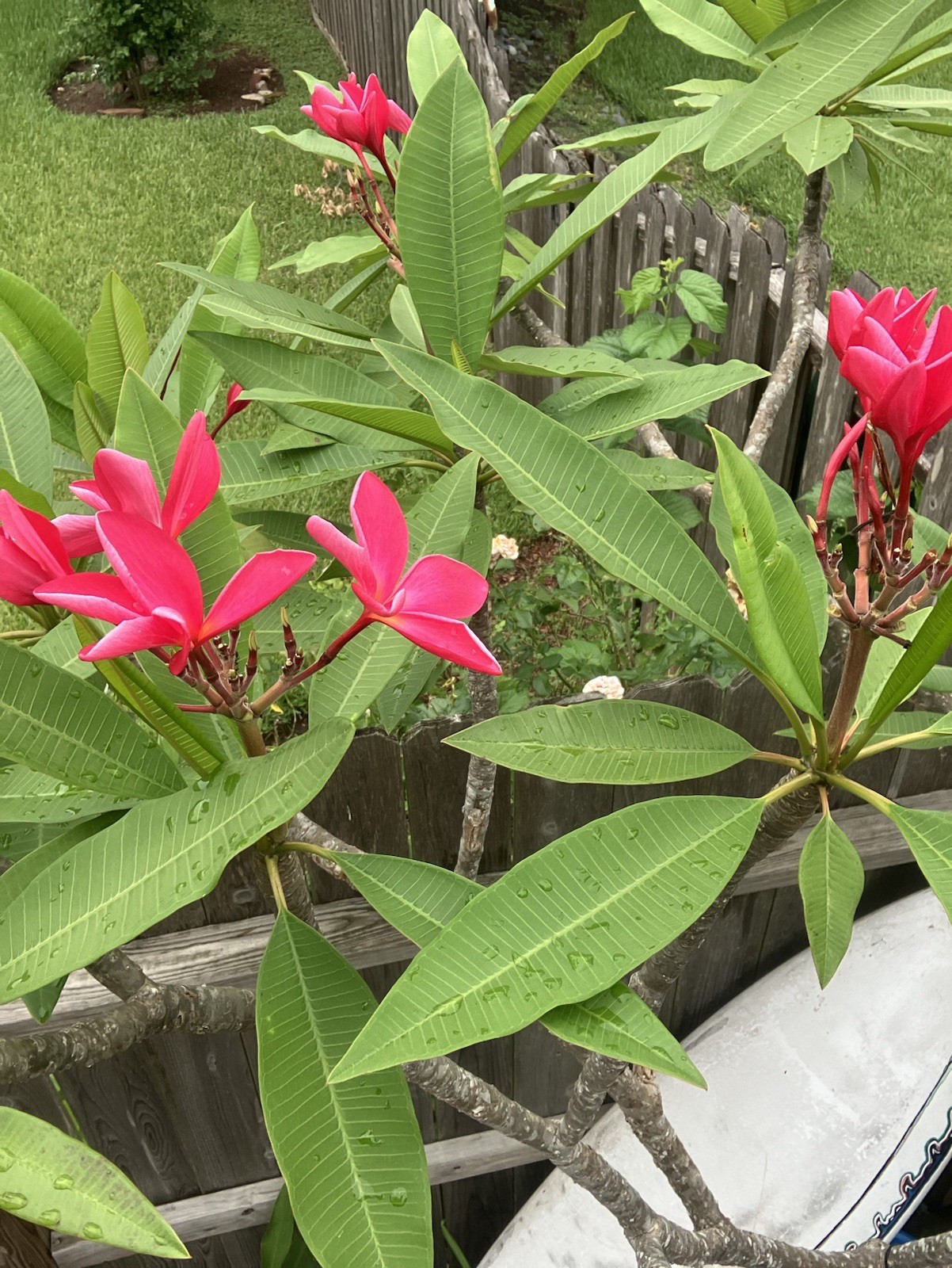 12 PLUMERIA Seeds Mixed Color From My Plants Frangipani Free Shipping ** Read**