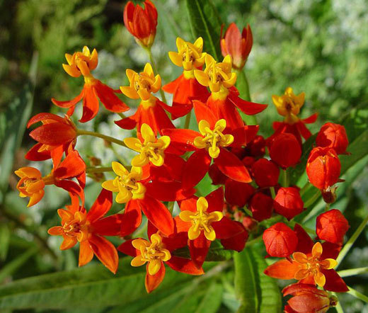 BLOOD FLOWER SCARLET MILKWEED Asclepias Curassavica – 5,000 Bulk Seeds