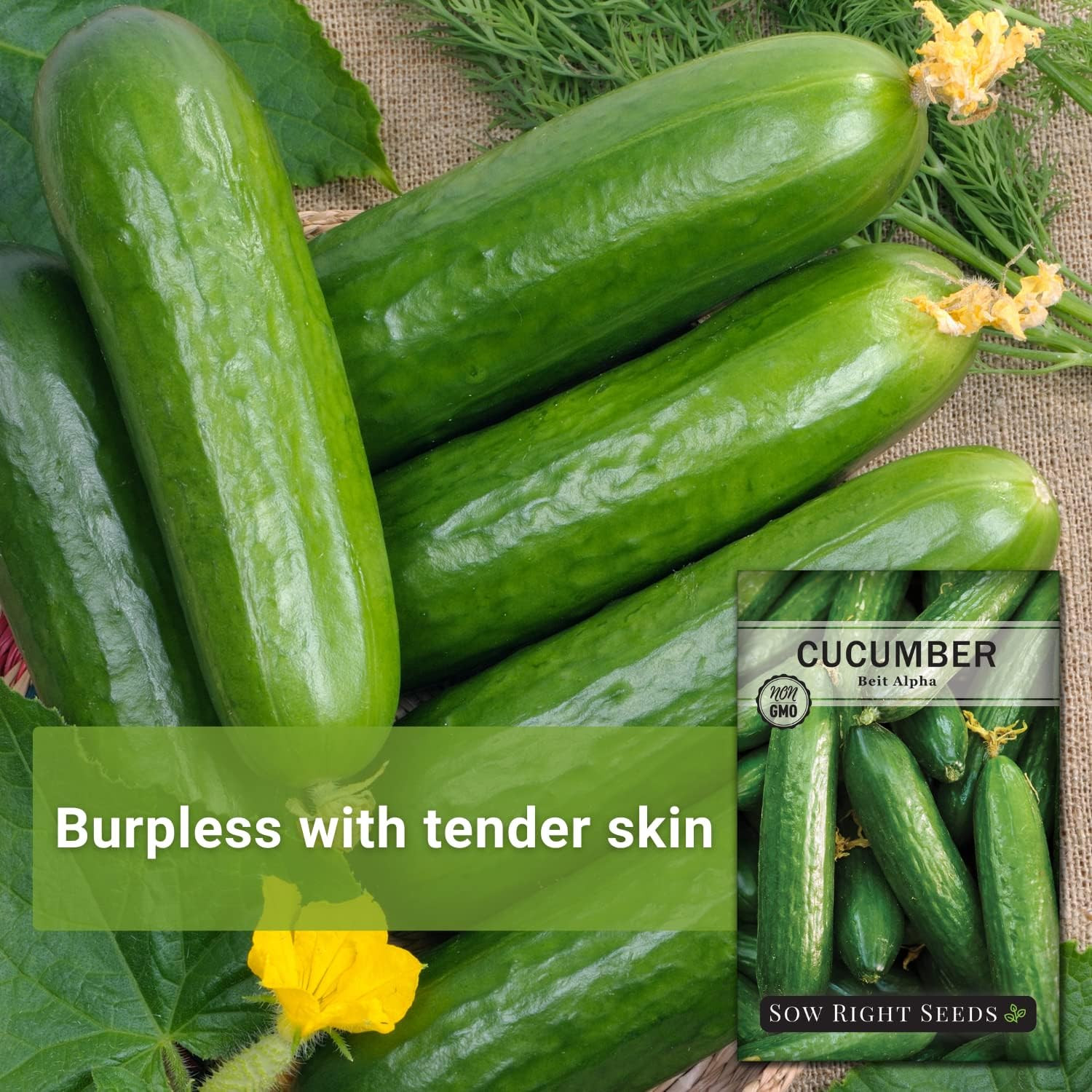 – Beit Alpha Cucumber Seeds for Planting – Non-Gmo Heirloom Packet with Instruct