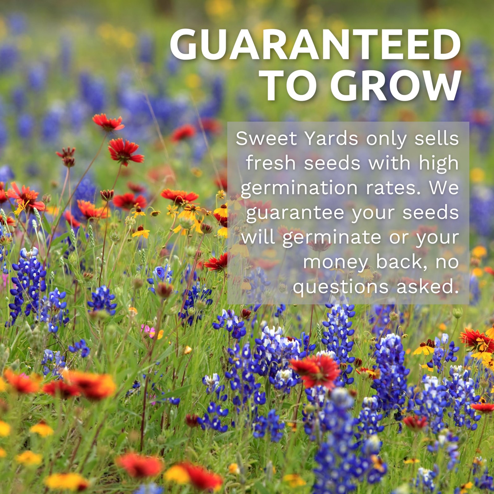 Sulphur Cosmos Bright Lights Mix Bulk 1/4 Pound Pouch 15,000 Flower Seeds …