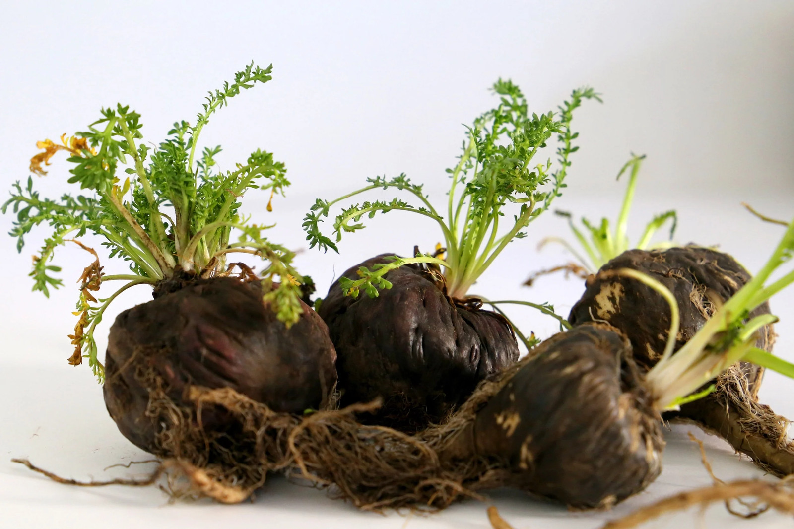 50 BLACK MACA Peruvian Ginseng Maka Lepidium Meyenii syn. Peruvianum Herb Seeds