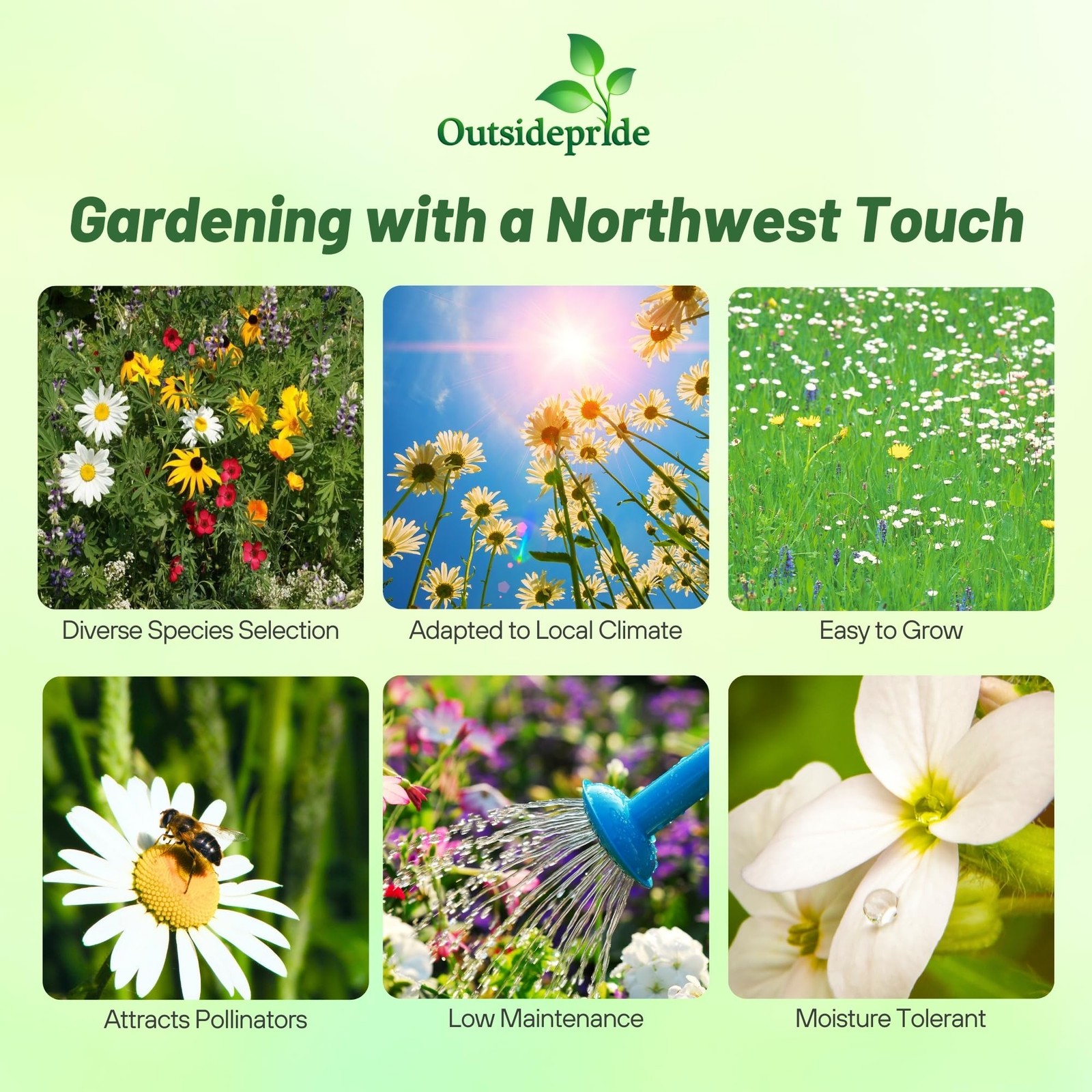 Northwest Wild Flower Seed Mix – 5 lbs Premium Blend of Annual & Perennial Wi…