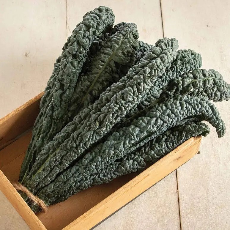 100 Black Magic Lacinato Kale Seeds Non Gmo Free Ship Nutrient Dense