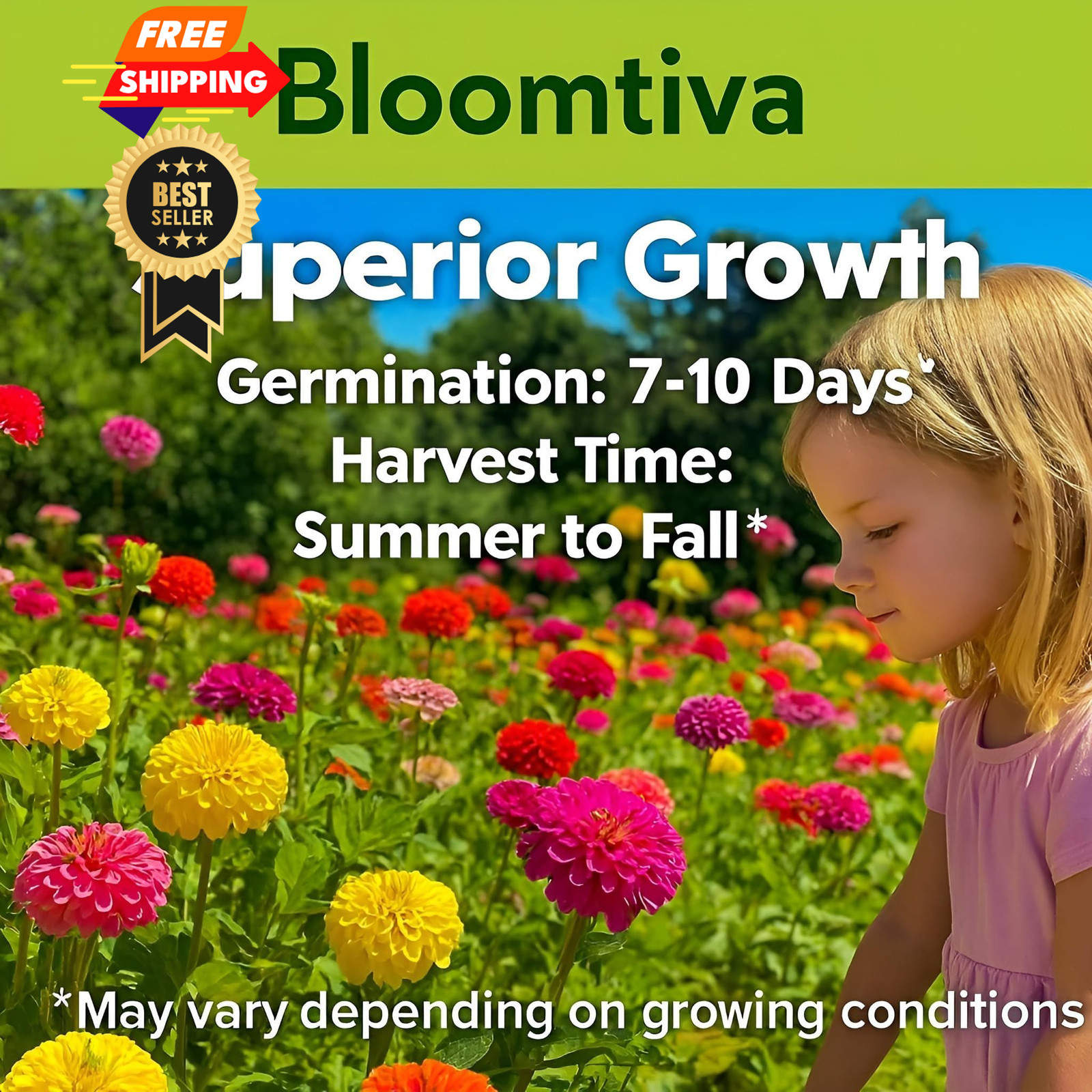 Dahlia Zinnia Seeds Bulk – Mixed, White, Pink, Red, Orange, Yellow, Purple