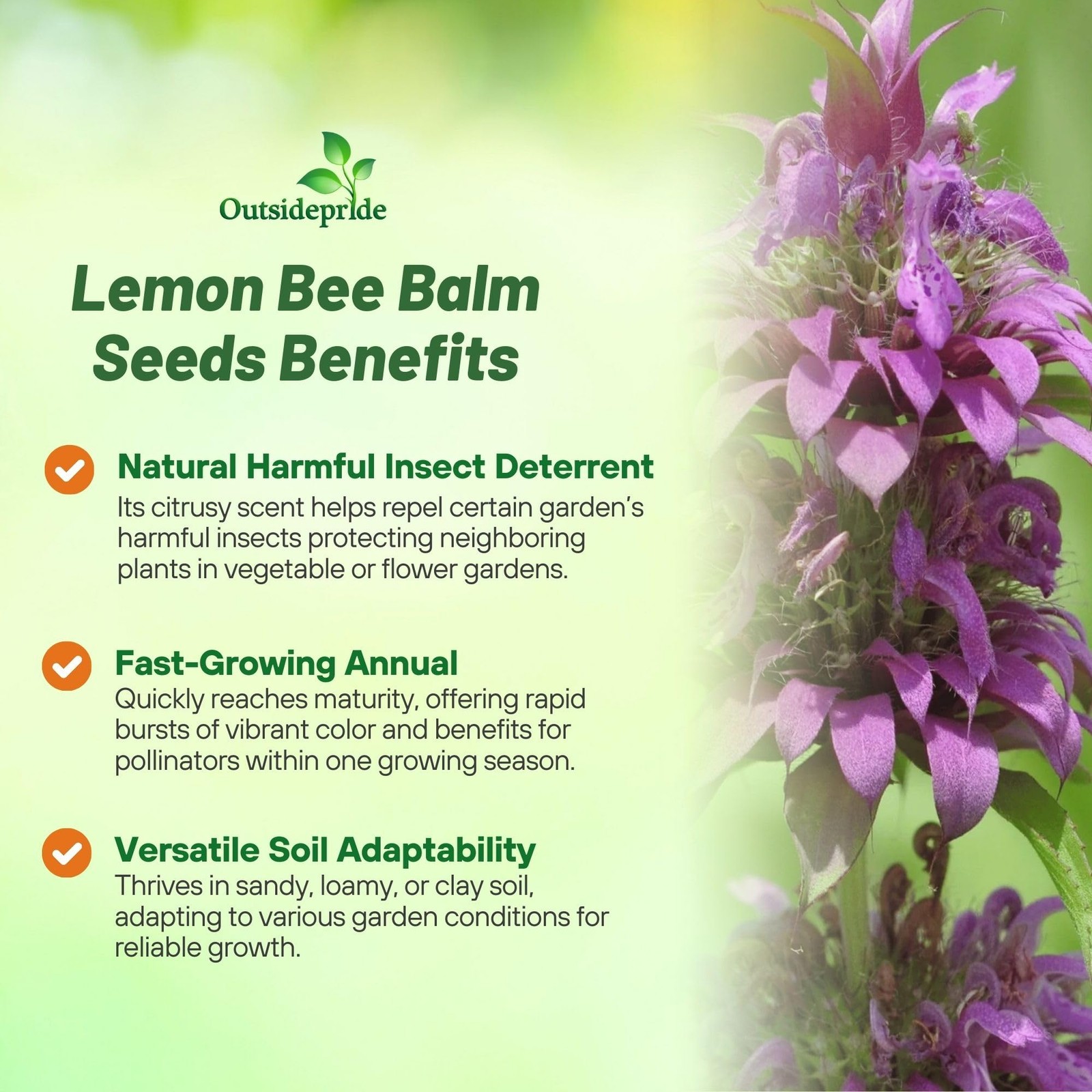 Lemon Bee Balm Seeds – 5000 Pcs Annual, Easy to Grow & Pollinator Friendly Mo…