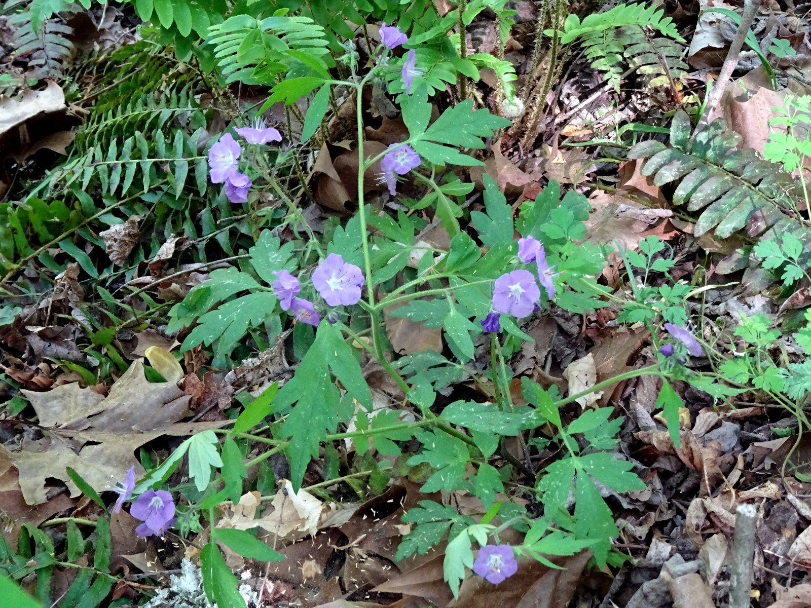 Phacelia bipinnatifida Fernleaf Phacelia Native biennial 20 seeds from 2025 RARE
