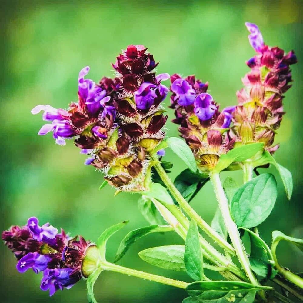 1000 Fresh Allheal Seeds – Prunella vulgaris – Medicinal Herb Seeds – Heal All