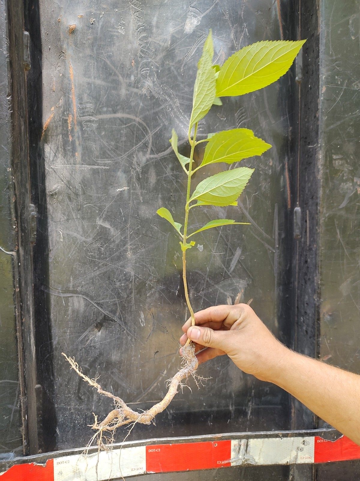 PURPLE AMERICAN BEAUTY BERRY BEAUTYBERRY CALLICARPA AMERICANA ORGANIC Seedling