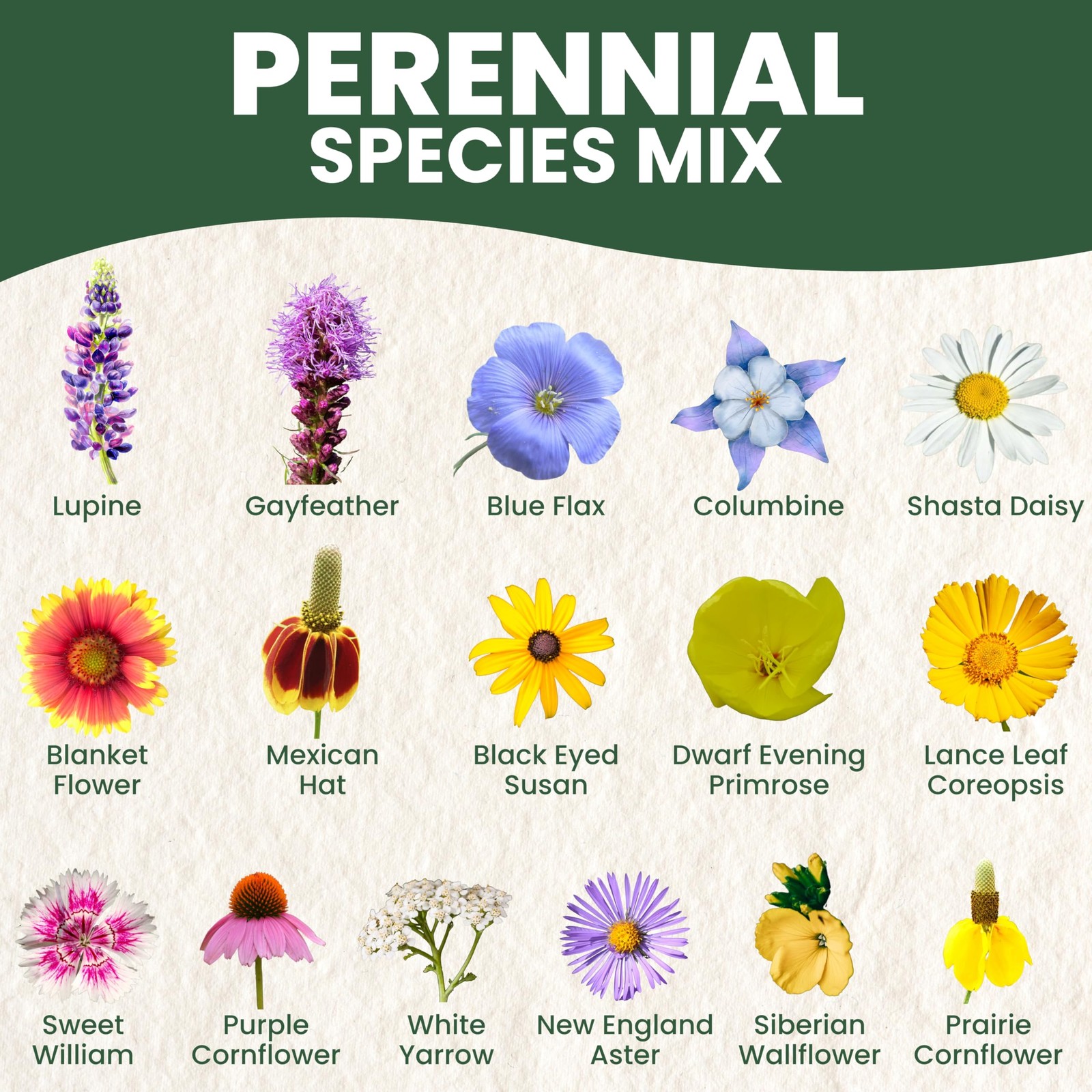 Species Mix – Large 1 Ounce Packet – 15,000 Flower Seeds for Planting – Wildf…