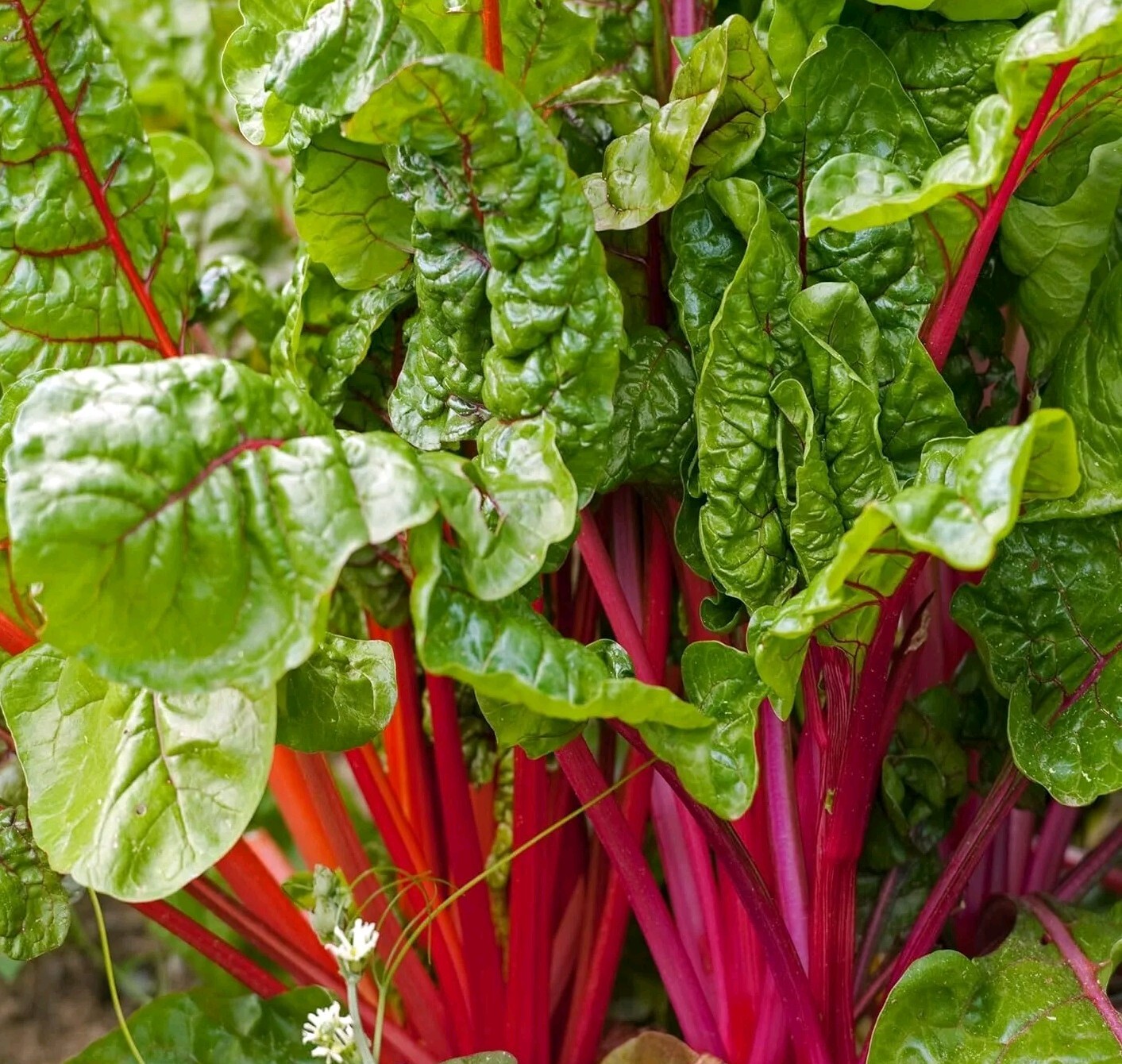 Swiss Chard, Red (Beta Vulgaris ssp. Cicla Red), SEEDS