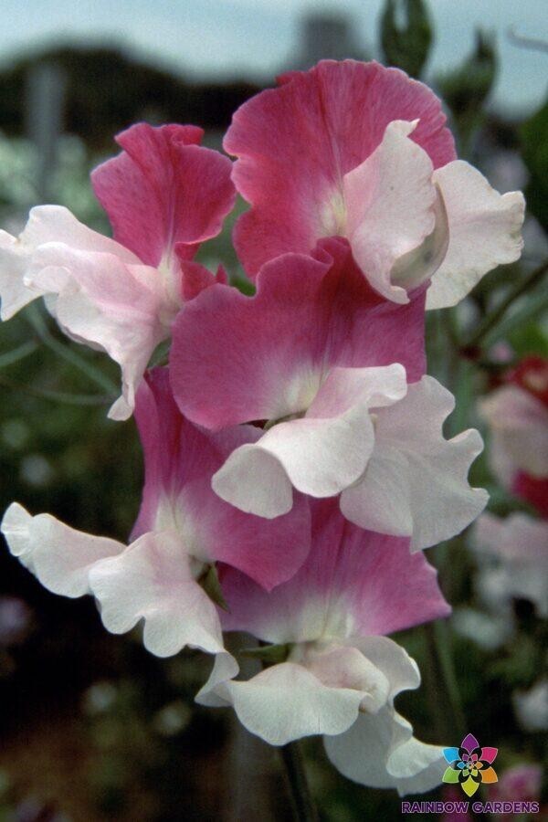 50+ Route 66 Sweet Pea Seeds for Garden Planting – USA – FREE SHIPPING!