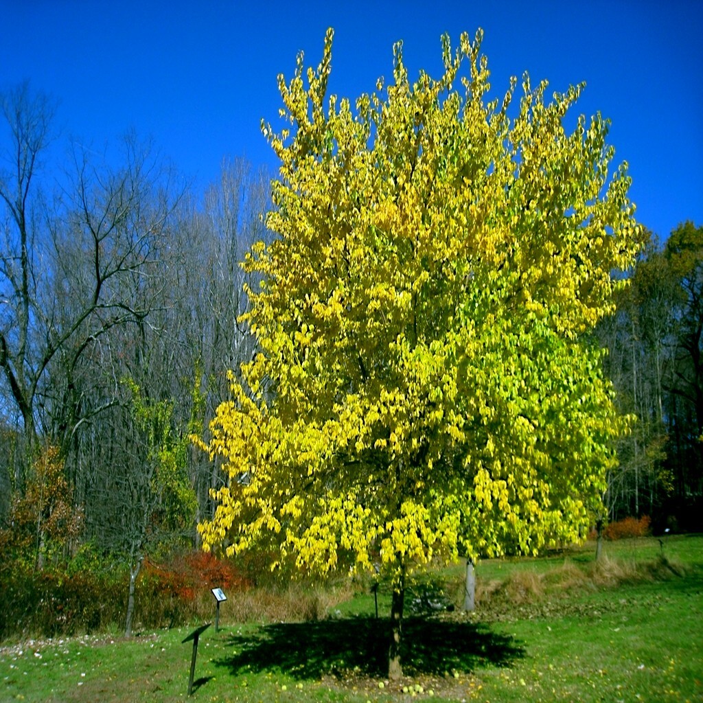 20 OSAGE ORANGE TREE SEEDS (Maclura Pomifera) Hedge Apple Fast Hardy Monkey Ball