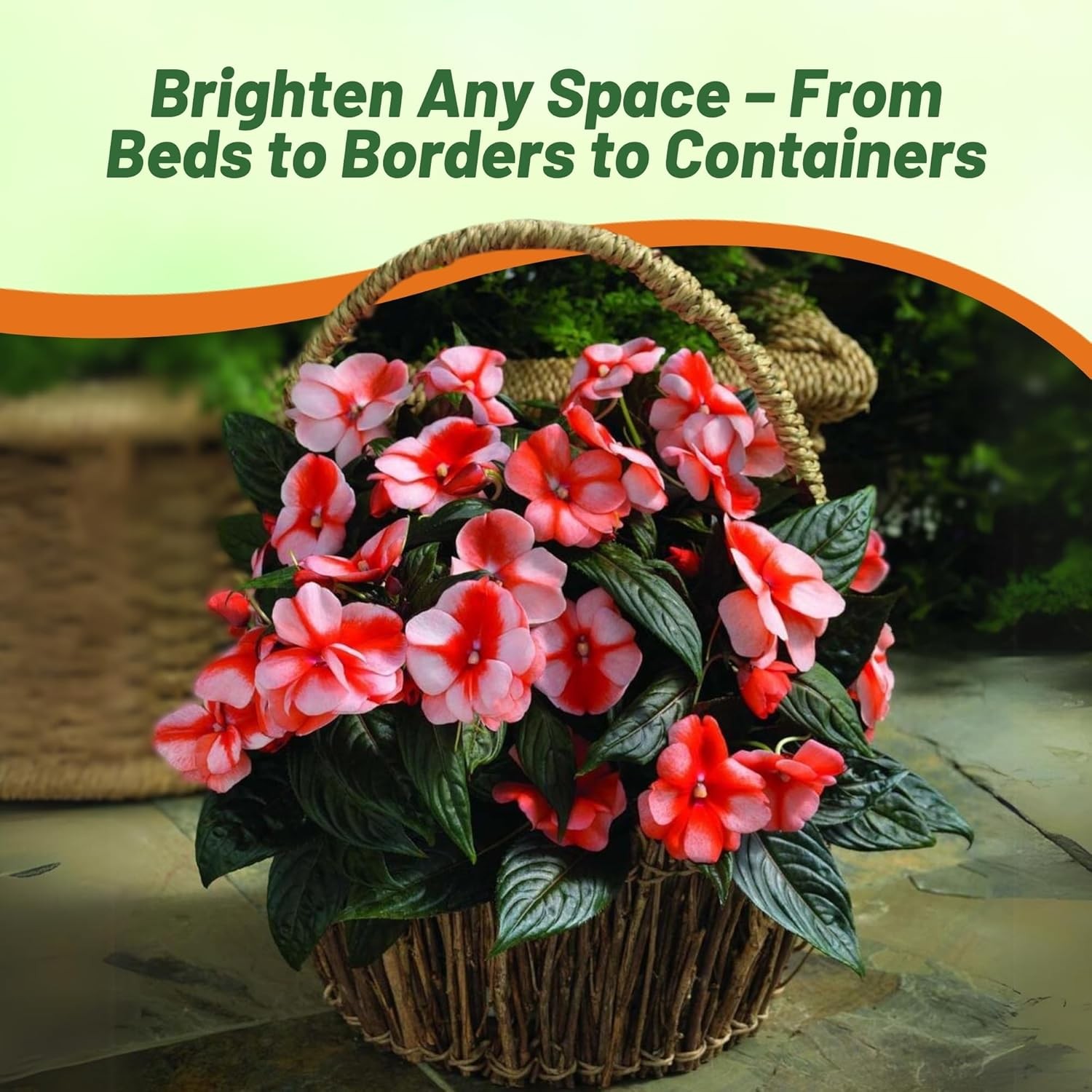 25 Seeds AAS Winner Sweet Orange New Guinea Impatiens Garden Flower Seeds