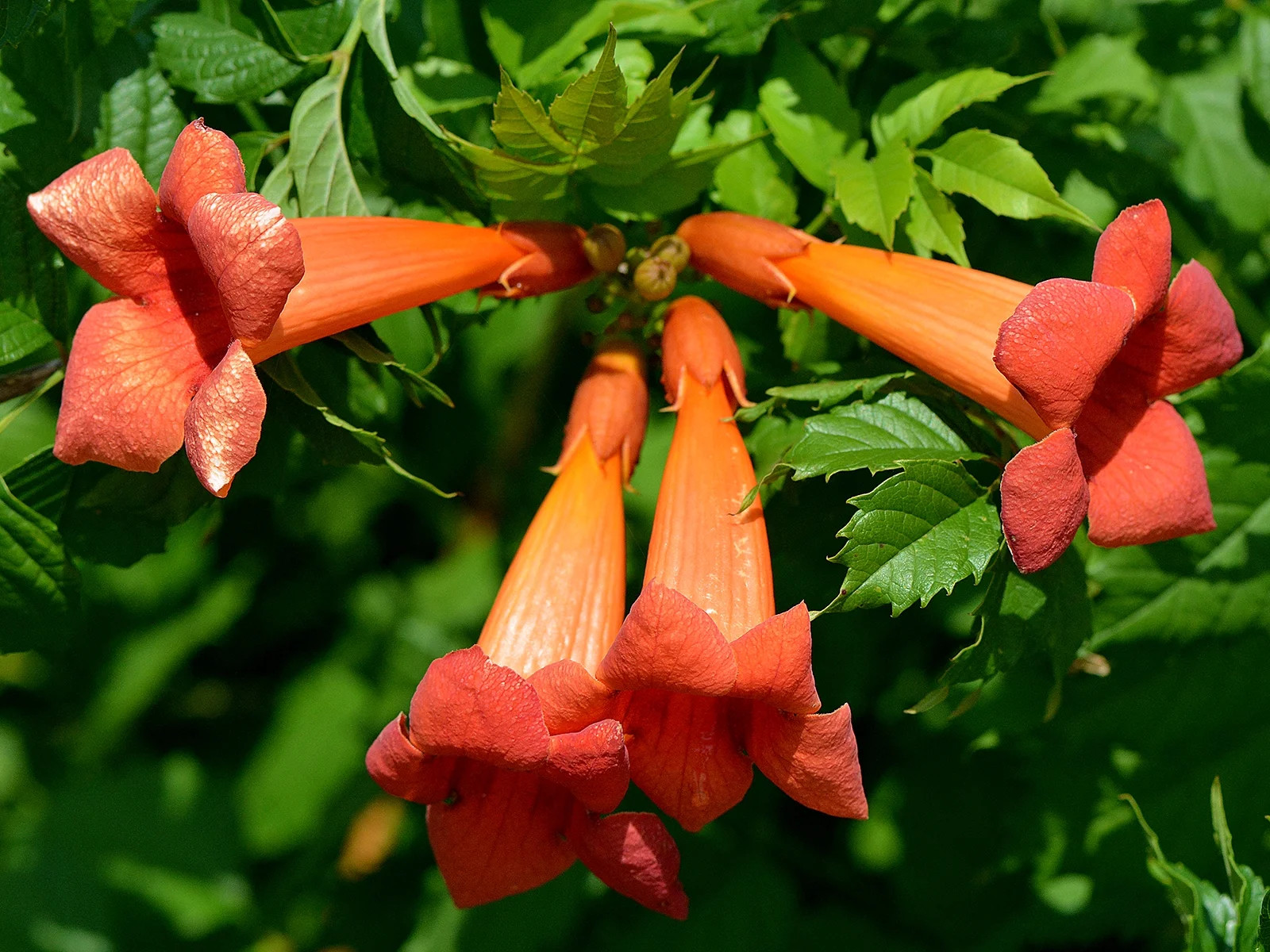 Trumpet Vine – Campsis Radicans – 2.5″ Pot