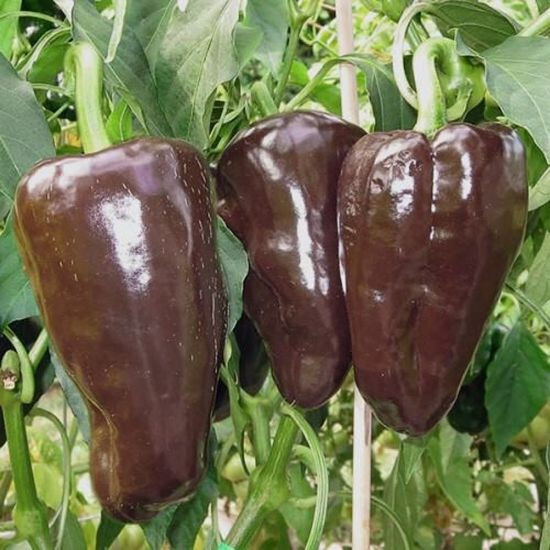 Chile Mulato Pepper Seeds (15) / ORGANIC / FL GROWN / MEXICAN CUISINE / RARE