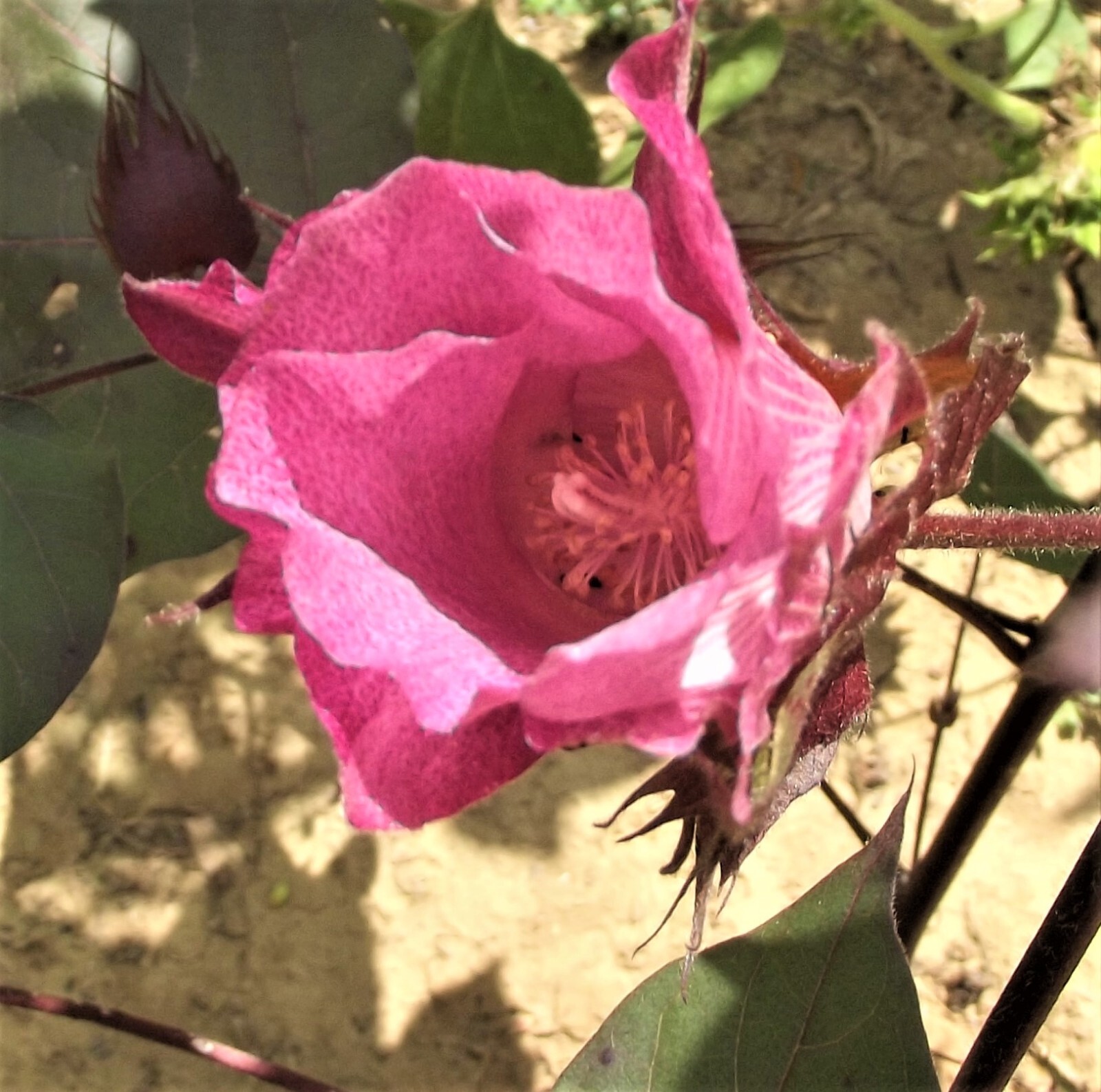 White Cotton Seed Pink Blooms 30 seeds Heirloom Ornamental Benefits St. Jude