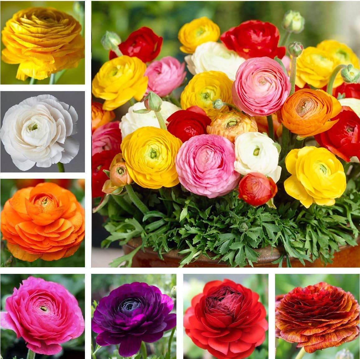 Mixed Peony Ranunculus Bulbs- Persian Buttercup -10 Corms Bulbs Flowering Blooms