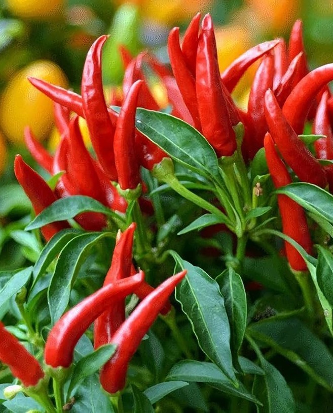 20 Newly Harvested Fresh Thai Bird Premium Pepper Seeds-A 75