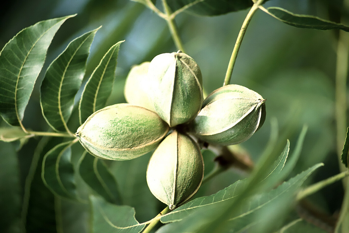 Pecan, Carya illinoinensis, Tree Seeds (Hardy, Edible)
